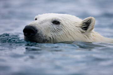 Fototapeta premium Swimming Polar Bear, Svalbard, Norway