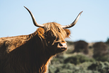 Free running a close up shot of a head of a highland cow between some dunes