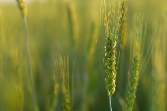 Green wheat field and sun