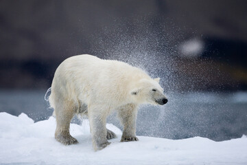 Polar Bear on Iceberg, Svalbard, Norway