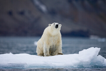 Polar Bear on Iceberg, Svalbard, Norway