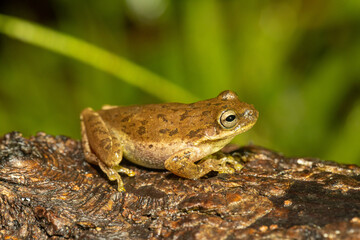 Naklejka premium Brown squirrel tree frog - Hyla squirella