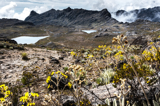 Hiking in the Rain Forest of South America. Venezuela