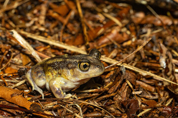 Eastern spadefoot - Scaphiopus holbrookii