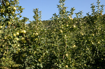 Fototapeta na wymiar Apples growing on a tree in orchard. Green apples on a branch on a beautiful summer day. Ripe natural apples on a branch. Producing fresh and organic fruits. Fresh and delicious apple. 