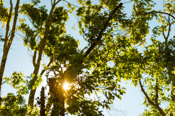 Beautiful sunset where the sun illuminates the branches and green leaves of a tree from behind on a clear and sunny day branches