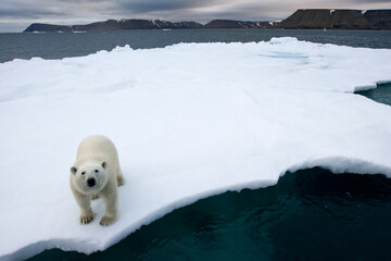 Fototapeta na wymiar Polar Bear on Iceberg, Svalbard, Norway