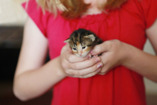 Girl Holding Tiny Newborn Calico Kitten