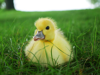 Small ducking enjoying the grass