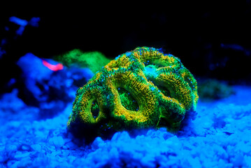 Acanthastrea Micromussa lordhowensis LPS coral in close up photography 