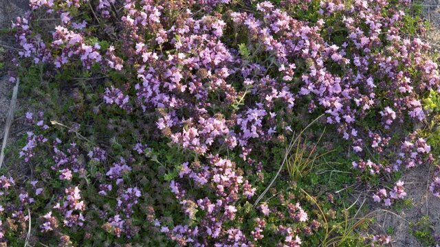 The purple Breckland thyme flowers scattered on the shore