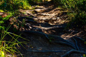 dense green forest. Summer winding path between the trees