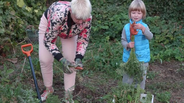 woman digs carrots with pitchfork, while funny blond boy in blue jacket helps his mother sort crop into box