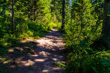 Fototapeta premium dense green forest. Summer winding path between the trees