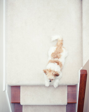 Dog On Steps