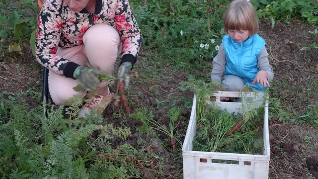 woman digs carrots with pitchfork, while funny blond boy in blue jacket helps his mother sort crop into box