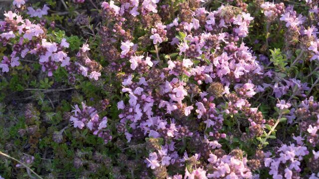 Closer look of the purple flowers and green leaves of the wild thyme flowers
