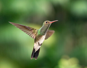 hummingbird in flight