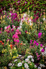 Obraz premium Rainbow Colored Snapdragon Flowers Bloom among Geraniums and Daisies in a Garden outside of Amsterdam, Netherlands