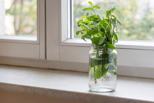 Bunch of mint in a glass on windowsill