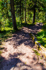 dense green forest. Summer winding path between the trees