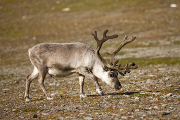 Reindeer, Svalbard, Norway