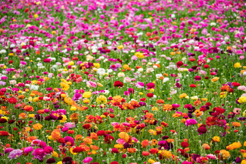 Gorgeous Rows of Rainbow Colored Ranunculus Flowers Blooming in a Field outside of Amsterdam, Netherlands