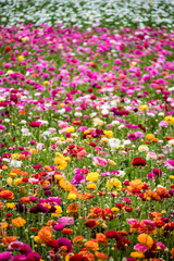 Obraz premium Yellow, Orange, Red, Purple, Pink, and White Ranunculus Flowers Blooming in a Field outside of Amsterdam, Netherlands