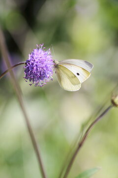 Cabbage white butterfly on jasione flower