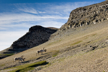Reindeer, Svalbard, Norway