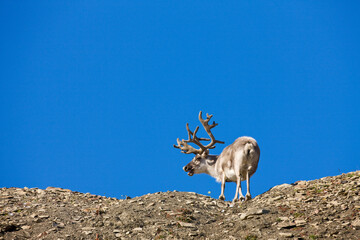 Reindeer, Svalbard, Norway