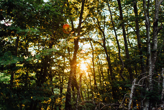 Beautiful sunset through the forest
