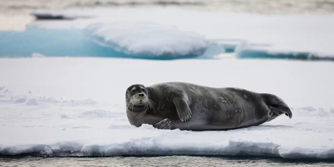 Foto auf Acrylglas Bärtierchen Bearded Seal, Svalbard, Norway