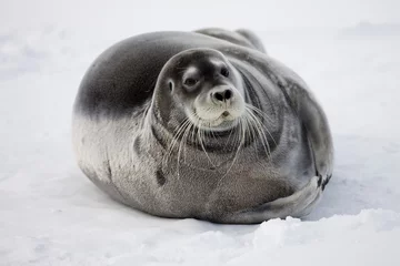 Fotobehang Baardrob Bearded Seal on Iceberg, Svalbard, Norway