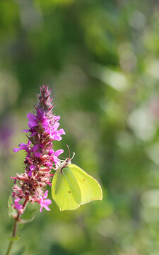 Common brimstone on lythrum salicaria