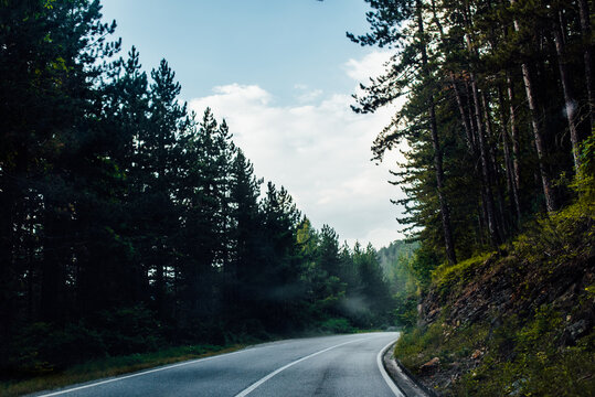 Empty forest road surrounded with pine trees - Powered by Adobe