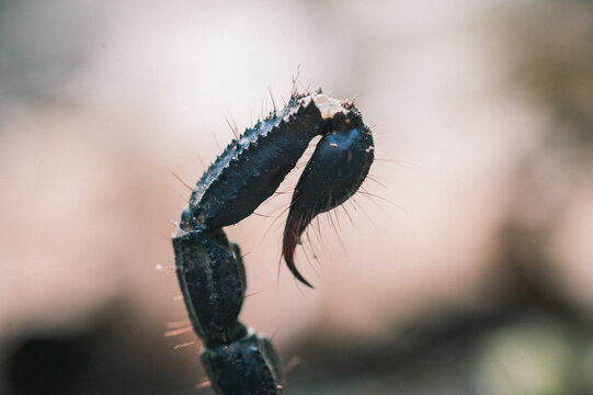 Giant forest scorpions