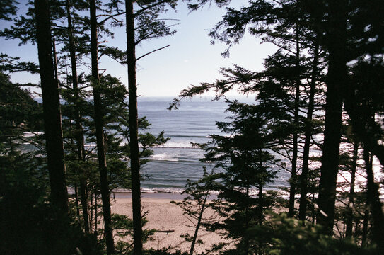 The Pacific Ocean and Beach Through the Woods