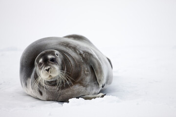 Bearded Seal on Iceberg, Svalbard, Norway