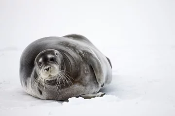 Deurstickers Baardrob Bearded Seal on Iceberg, Svalbard, Norway