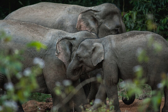 Elephant Family