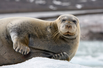 Bearded Seal on Iceberg, Svalbard, Norway