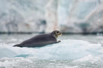 Fotobehang Baardrob Bearded Seal on Iceberg, Svalbard, Norway