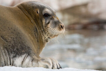 Naklejka premium Bearded Seal on Iceberg, Svalbard, Norway