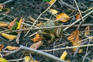 Pacific Northwest Frog Hiding Under Stick