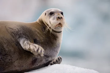 Fototapete Bärtierchen Bearded Seal on Iceberg, Svalbard, Norway