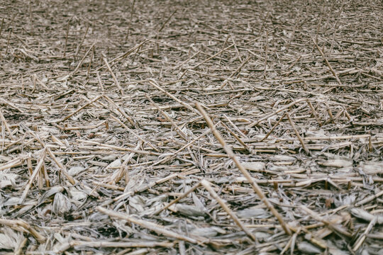 Winter Corn South Dakota
