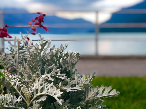 Greenish-white leaves plant with blurred mountains and lake background