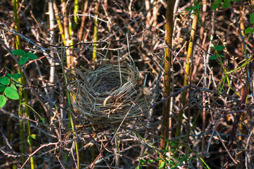 Empty Bird Nest in a tree