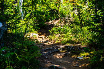 Obraz premium dense green forest. Summer winding path between the trees